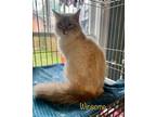 Adopt Winsome a Siamese