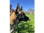 Adopt Stan (Stanley) a German Shepherd Dog