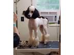 Adopt Paxton a Standard Poodle