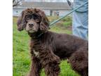 Adopt Stanley a Cocker Spaniel, Poodle