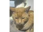 Adopt Razzle a Tabby