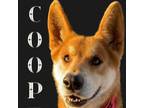 Adopt COOPER a Akita, Jindo