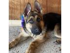 Adopt Ramone a German Shepherd Dog