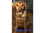 Adopt SLEEPY a Shepherd