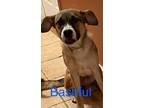 Adopt BASHFUL a Shepherd