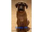 Adopt SNEEZY a Shepherd