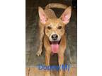 Adopt DOPEY a Shepherd