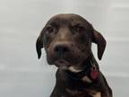 Adopt Bart a Hound, Mixed Breed