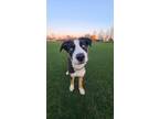 Adopt Neo a Australian Shepherd, Border Collie