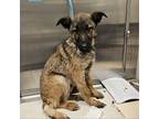 Adopt Oswald a Belgian Shepherd / Malinois, German Shepherd Dog