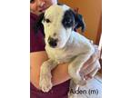 Adopt Aiden 3133 a Labrador Retriever