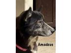 Adopt Amadeus 3171 a Husky