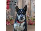 Adopt Buggs 3156 a Husky