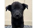 Adopt Vincent 3167 a German Shepherd Dog