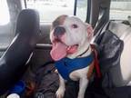 Adopt Mello a American Bully