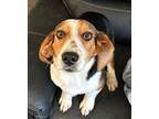 Adopt Baxter a Basset Hound, Beagle