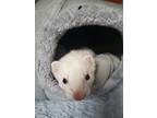 Adopt Dandelion Fuzz a Ferret