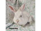 Adopt Casper a Lionhead