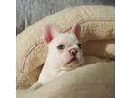 French Bulldog Puppy for sale in Morristown, TN, USA