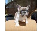 French Bulldog Puppy for sale in Gatlinburg, TN, USA