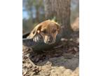 Adopt Toto a Shepherd, Yellow Labrador Retriever