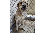 Adopt Maverick a Labrador Retriever