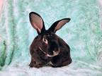 Adopt Bunnington a Rex