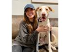 Adopt Titus Landon the Boy Who Melts Into You a Labrador Retriever