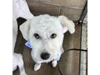 Adopt Ben a Poodle, Wirehaired Terrier