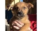 Adopt Twix a Corgi, Cattle Dog