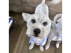 Adopt Jerry a Poodle, Wirehaired Terrier