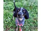 Adopt Comet a Hound