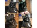 Adopt Oompa a Pomeranian