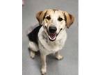 Adopt Jackson a Beagle, Australian Shepherd