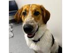 Adopt Cooper a Beagle, Australian Shepherd