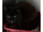 Adopt Nilla a Domestic Long Hair