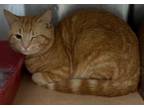 Adopt Marvin a Domestic Short Hair