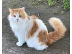 Adopt Louie a Domestic Long Hair, Maine Coon