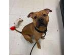 Adopt Honey Bun a Mixed Breed