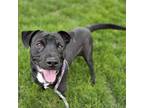Adopt Mylo a Mixed Breed