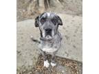 Adopt Sinatra a Catahoula Leopard Dog