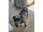 Adopt Sinatra a Catahoula Leopard Dog