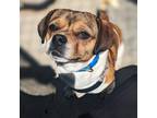 Adopt Benny a Beagle, Hound