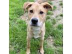 Adopt Barbour a Mixed Breed