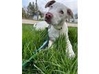 Adopt Chong a Catahoula Leopard Dog, Mixed Breed