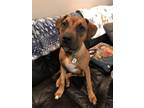 Adopt Daffodil a Pit Bull Terrier, Mixed Breed