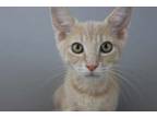 Adopt Ren a Domestic Short Hair