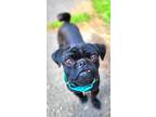 Adopt Ollie a Pug