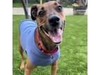 Adopt Copper a Rhodesian Ridgeback, German Shepherd Dog