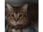Adopt Snickers a Domestic Short Hair
